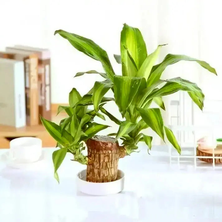 LuckyLeaf™ Hydroponic Plant - Low-Maintenance Indoor Greenery &amp; Luck